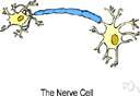 action potential - the local voltage change across the cell wall as a nerve impulse is transmitted