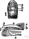 matrix - the formative tissue at the base of a nail